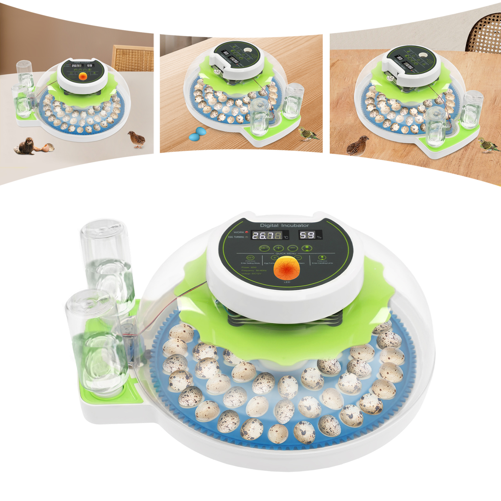 Quail Egg Incubator - For 60 Quail Eggs Green +Blue