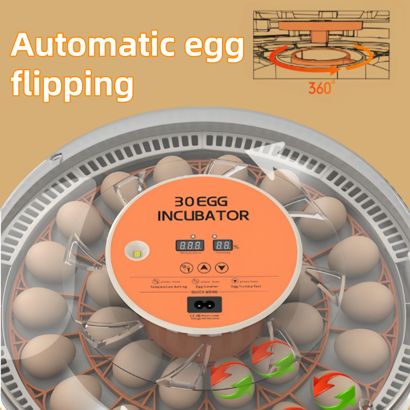 STLF30 Eggs Home Use Incubator – Quail Egg Incubator Bewertung und Preis
