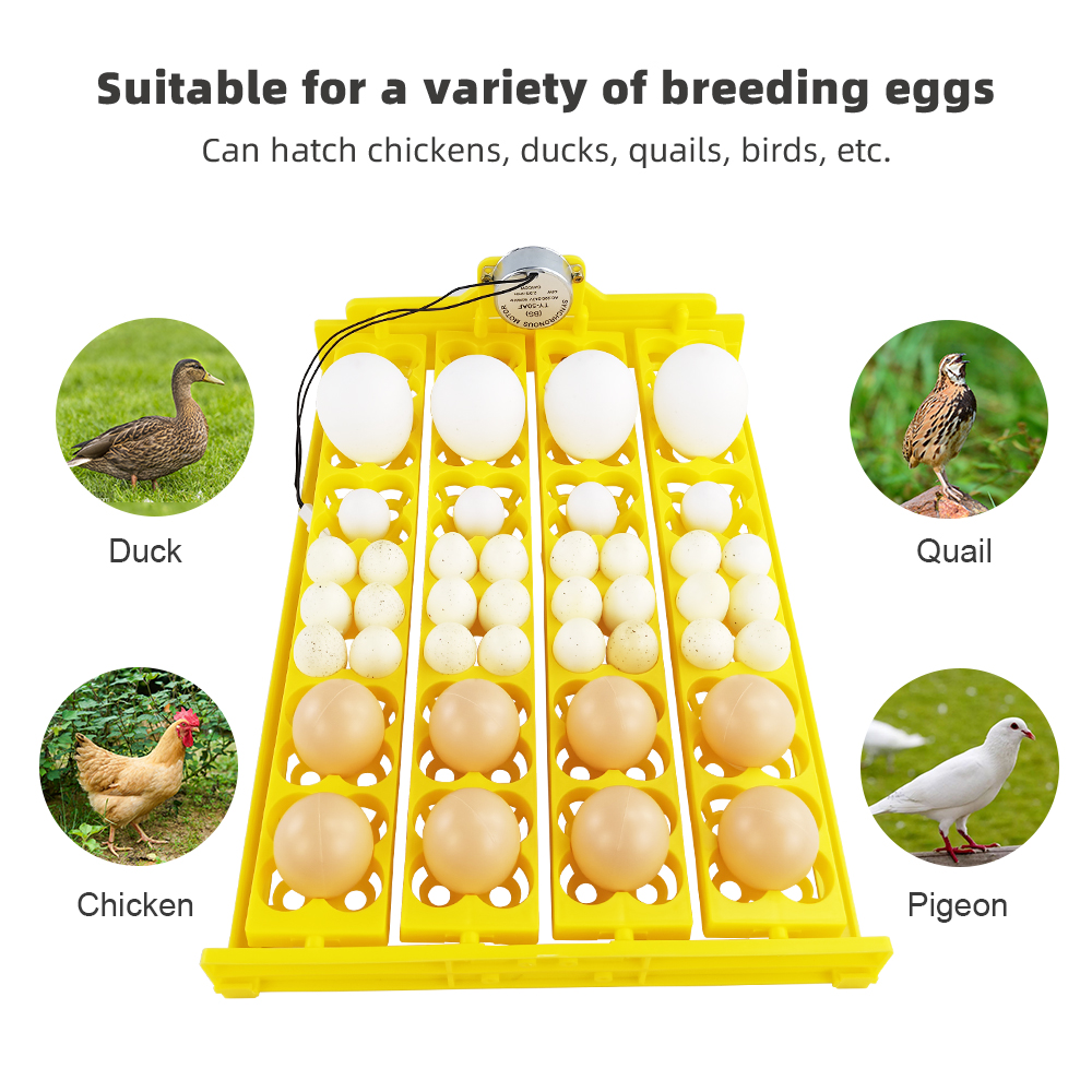 24pcs Eggs Incubator Tray Auto – Quail Egg Incubator Bewertung und Preis