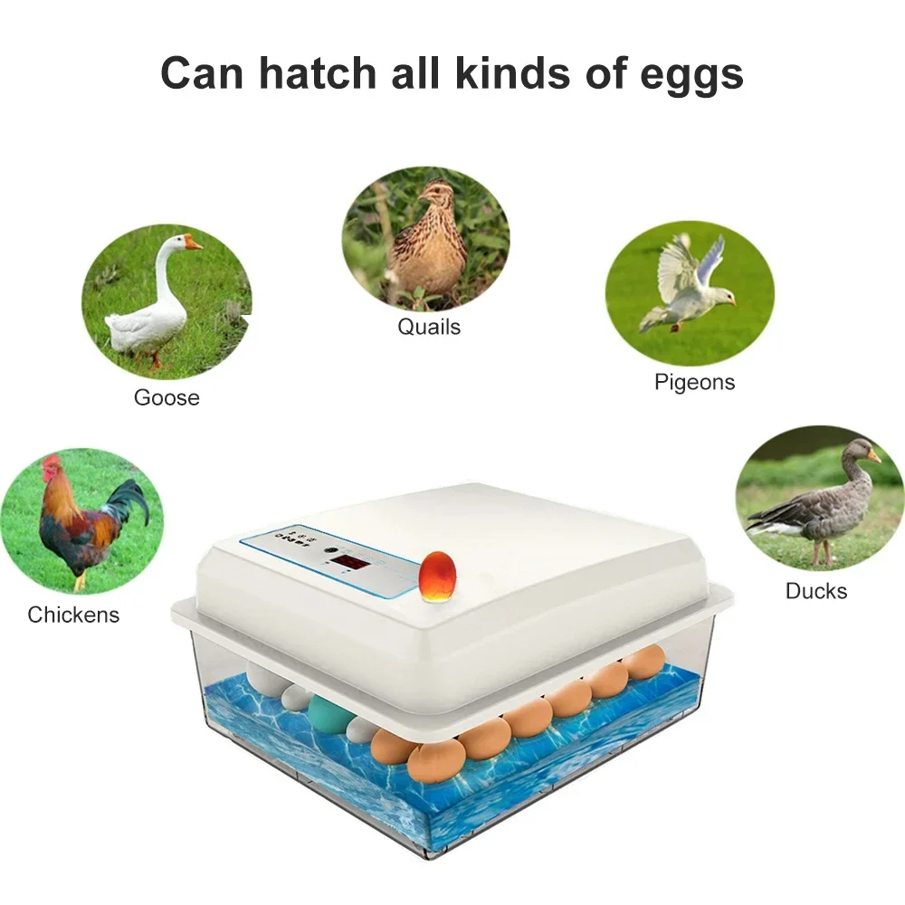 20 Eggs Incubator Set Fully Au – Quail Egg Incubator Bewertung und Preis