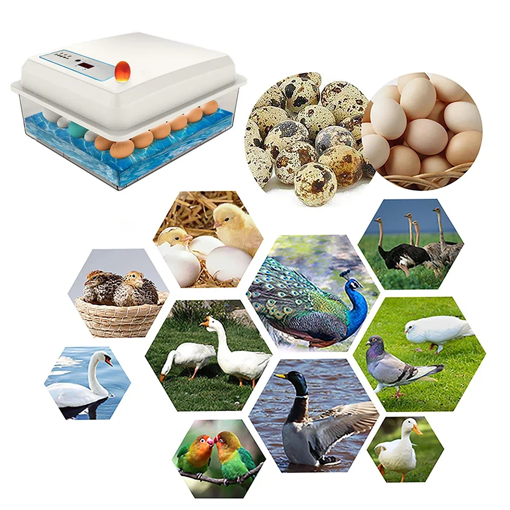 20 Eggs Incubator Set Fully Au – Quail Egg Incubator Bewertung und Preis
