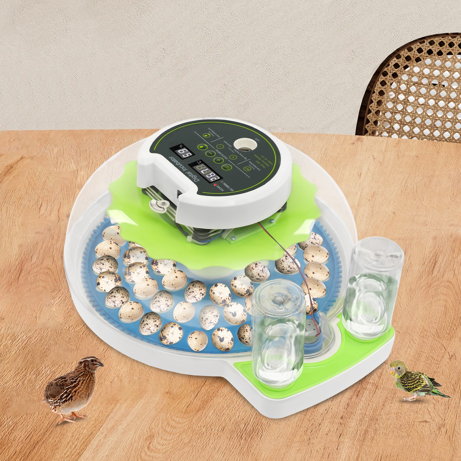 For 60 Quail Eggs Green +Blue  – Quail Egg Incubator Bewertung und Preis