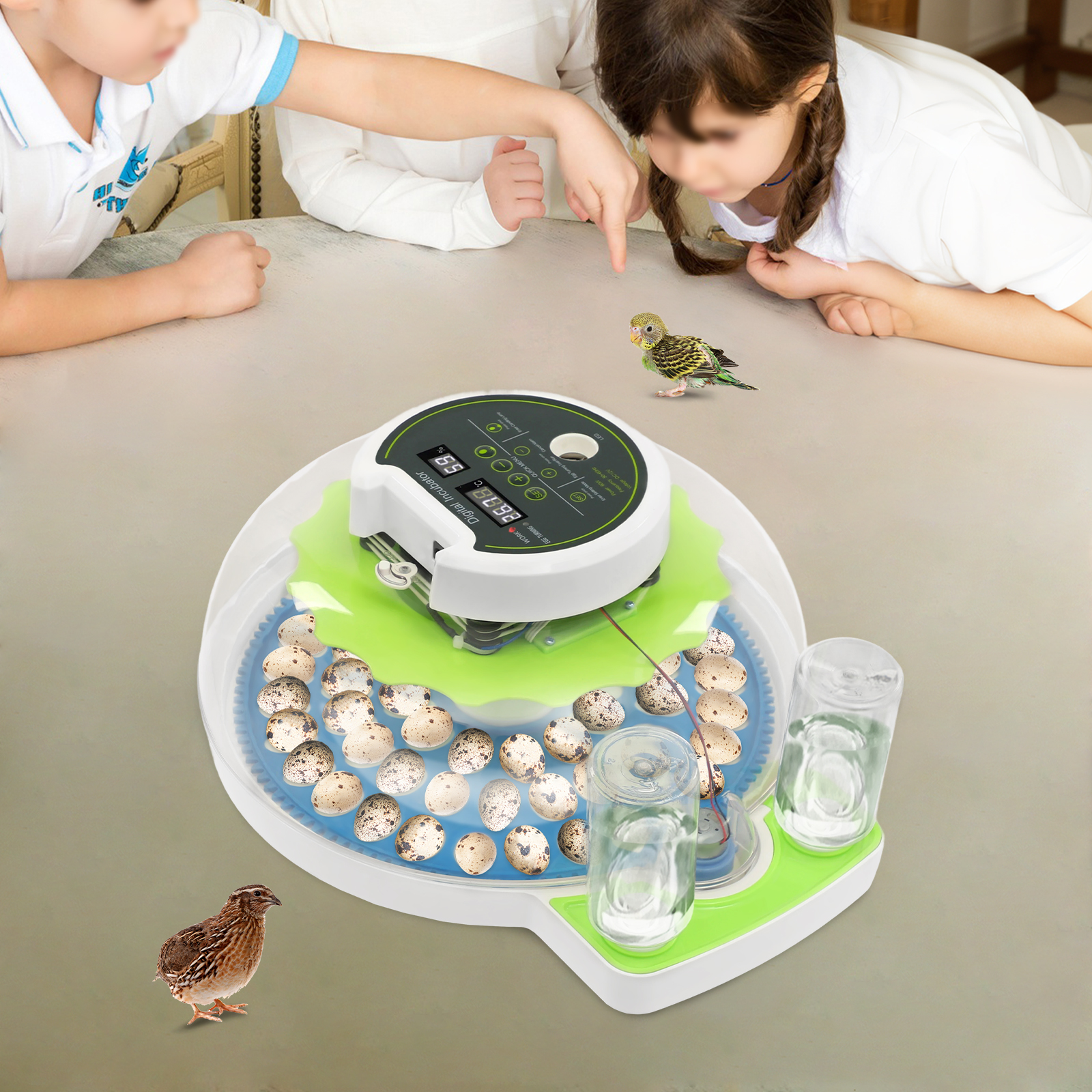 For 60 Quail Eggs Green +Blue  – Quail Egg Incubator Bewertung und Preis